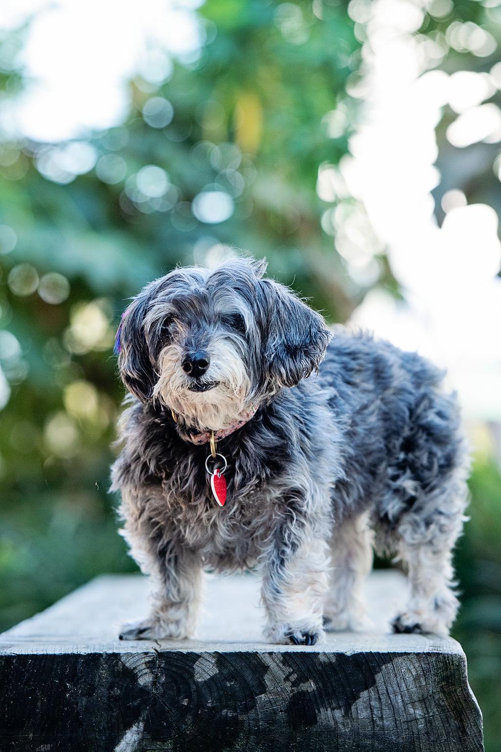 Enlarge Shake Shack, a Adoptable mixed breed in Los Angeles, CA image 6/6