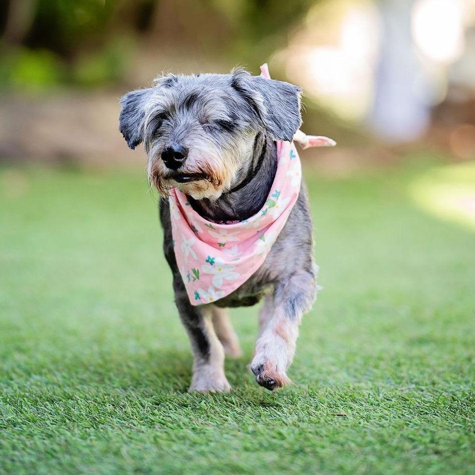 Shake Shack, Adoptable, Senior Female Schnauzer.