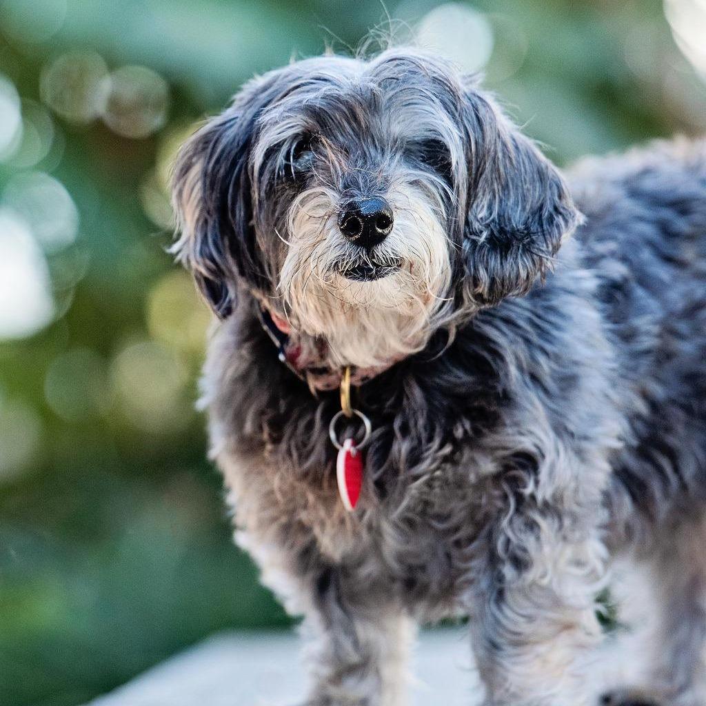 Enlarge Shake Shack, a Adoptable mixed breed in Los Angeles, CA image 1/6