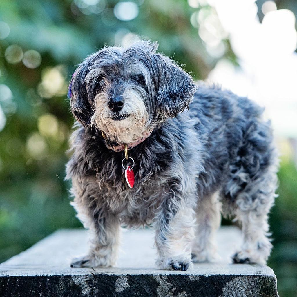 Enlarge Shake Shack, a Adoptable mixed breed in Los Angeles, CA image 2/5