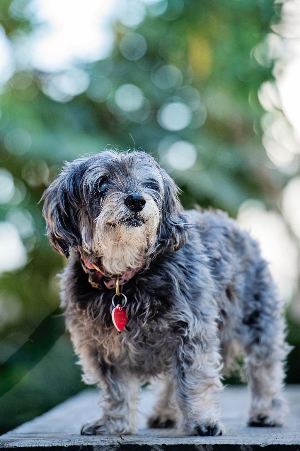 Enlarge Shake Shack, a Adoptable mixed breed in Los Angeles, CA image 5/6