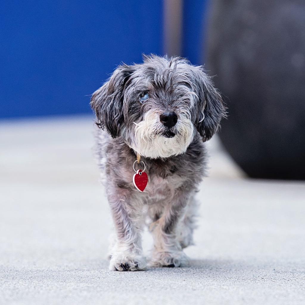 Enlarge Shake Shack, a Adoptable mixed breed in Los Angeles, CA image 3/5