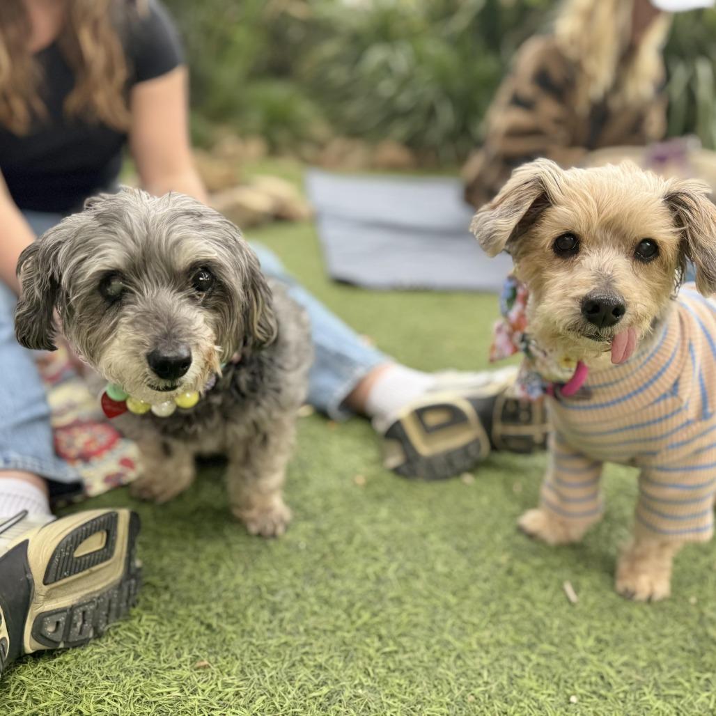 Enlarge Shake Shack, a Adoptable mixed breed in Los Angeles, CA image 2/6