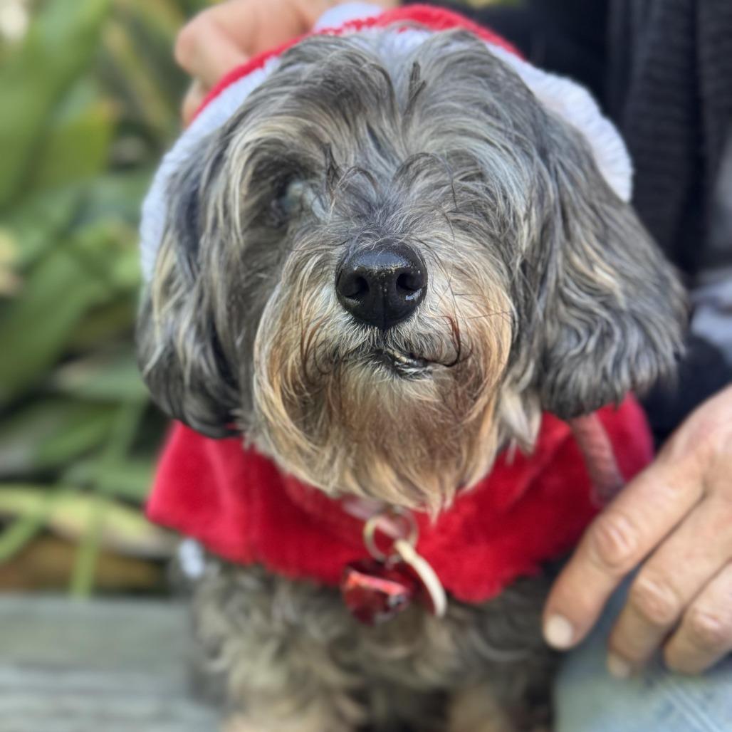Enlarge Shake Shack, a Adoptable mixed breed in Los Angeles, CA image 4/6
