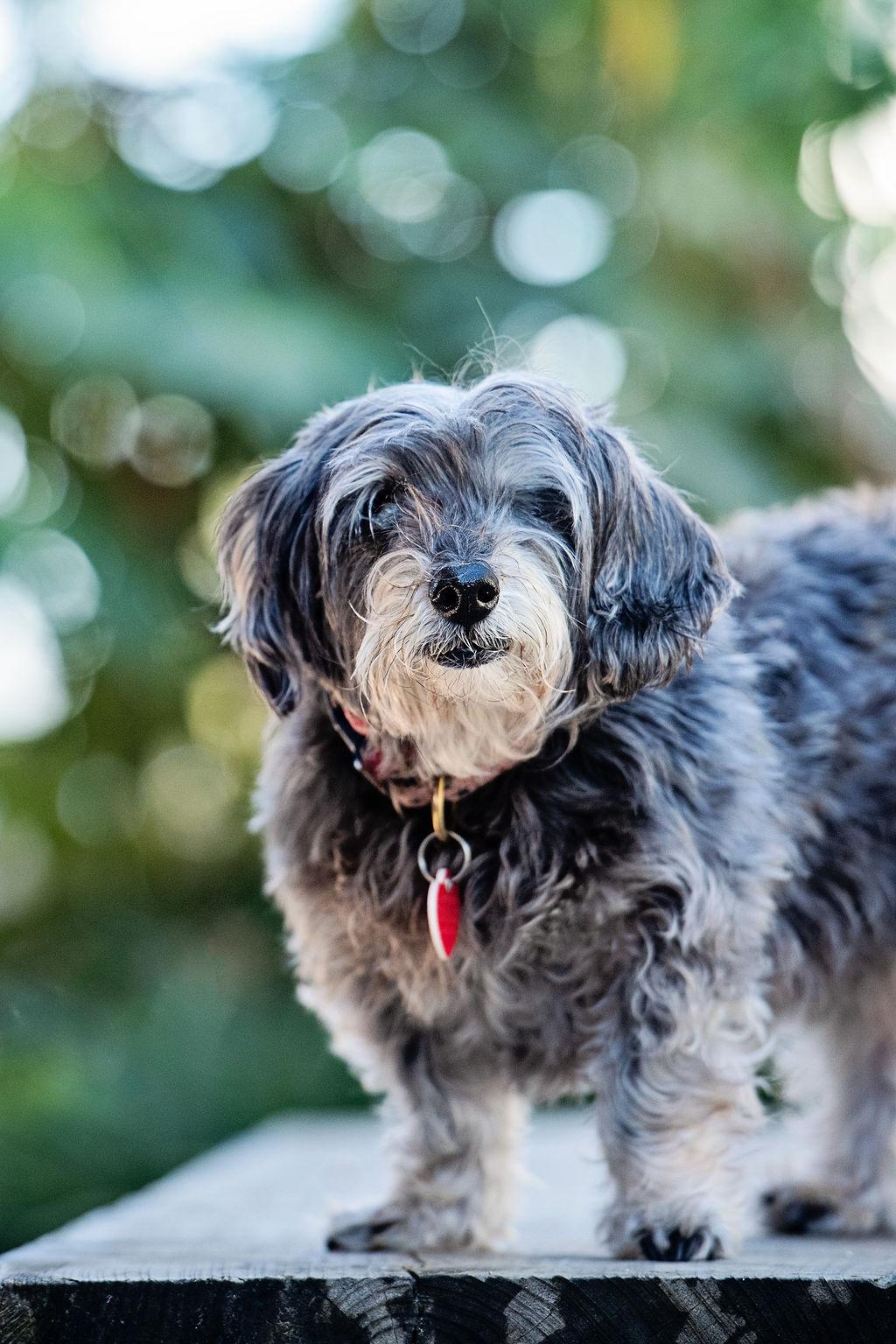 Enlarge Shake Shack, a Adoptable mixed breed in Los Angeles, CA image 1/6