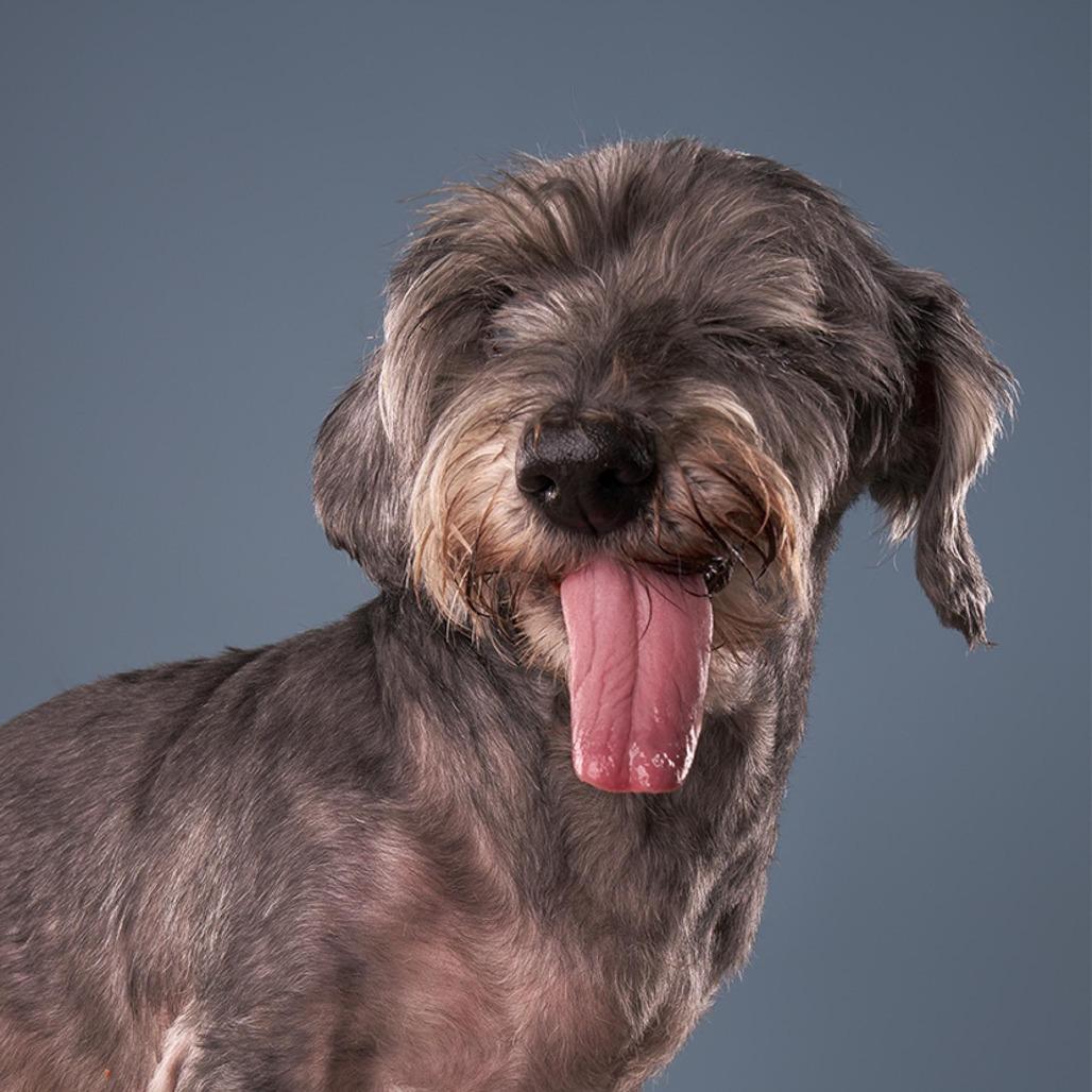 Enlarge Shake Shack, a Adoptable mixed breed in Los Angeles, CA image 4/6