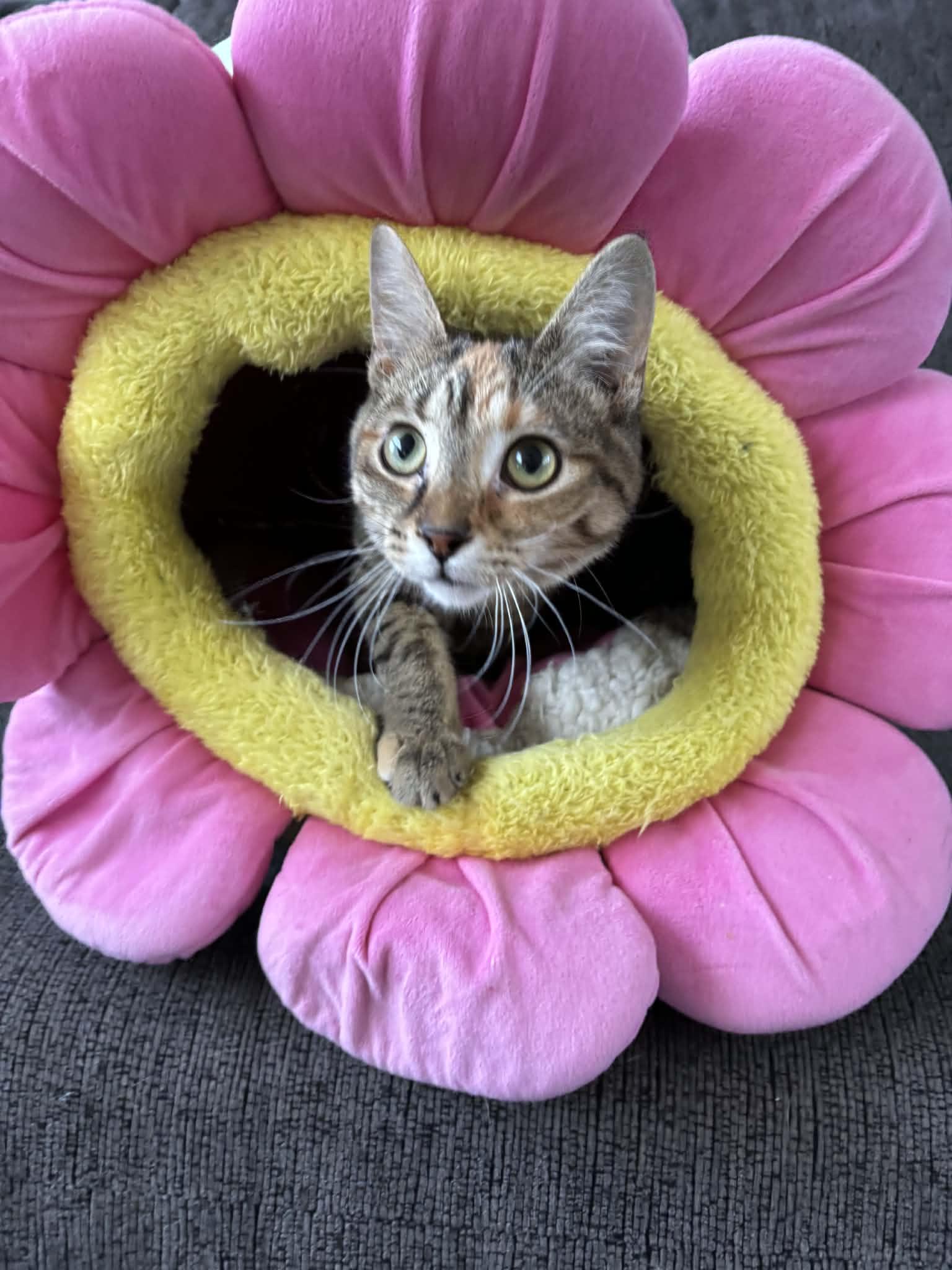 MISCHIEF, adopted, Kitten Female Domestic Short Hair.