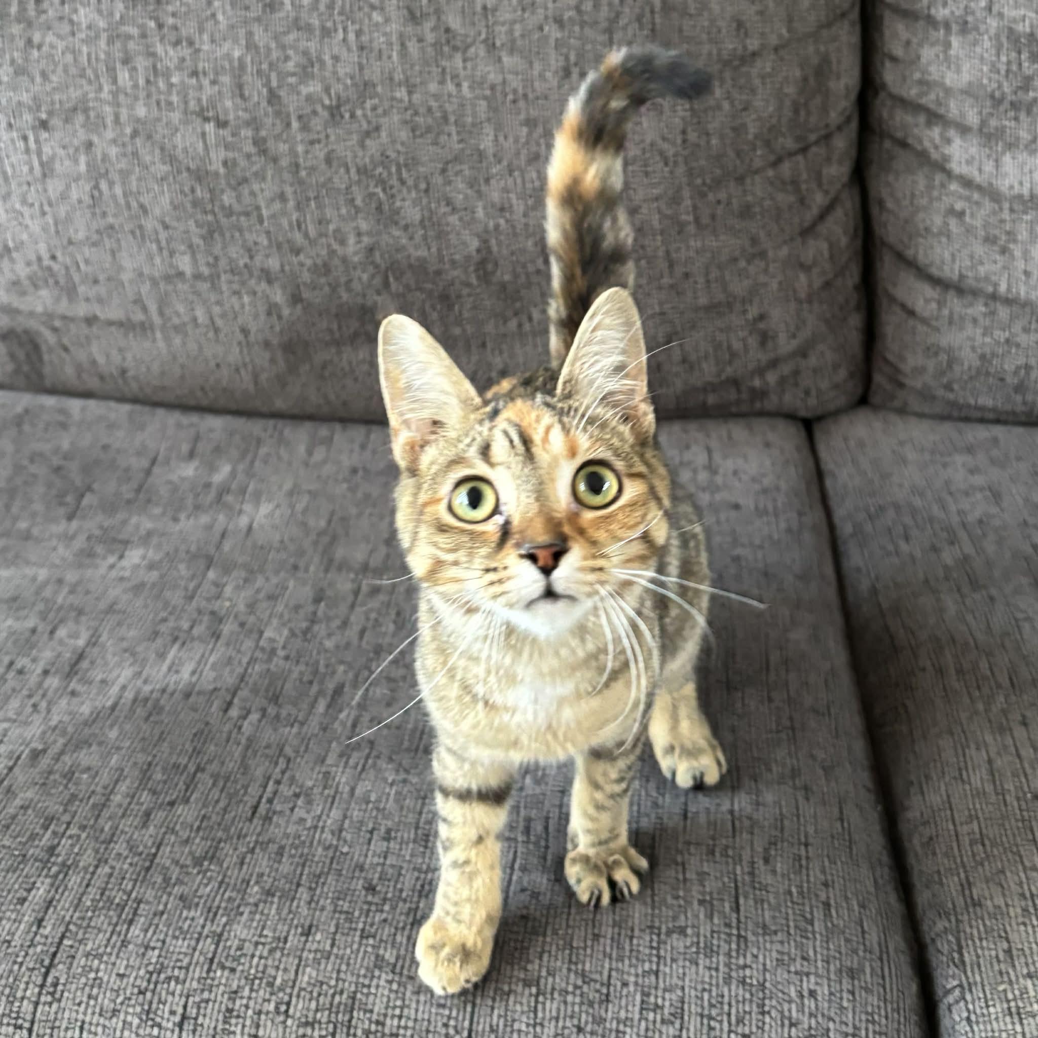 Enlarge MISCHIEF, an adopted Domestic Short Hair in Tillsonburg, ON image 3/5