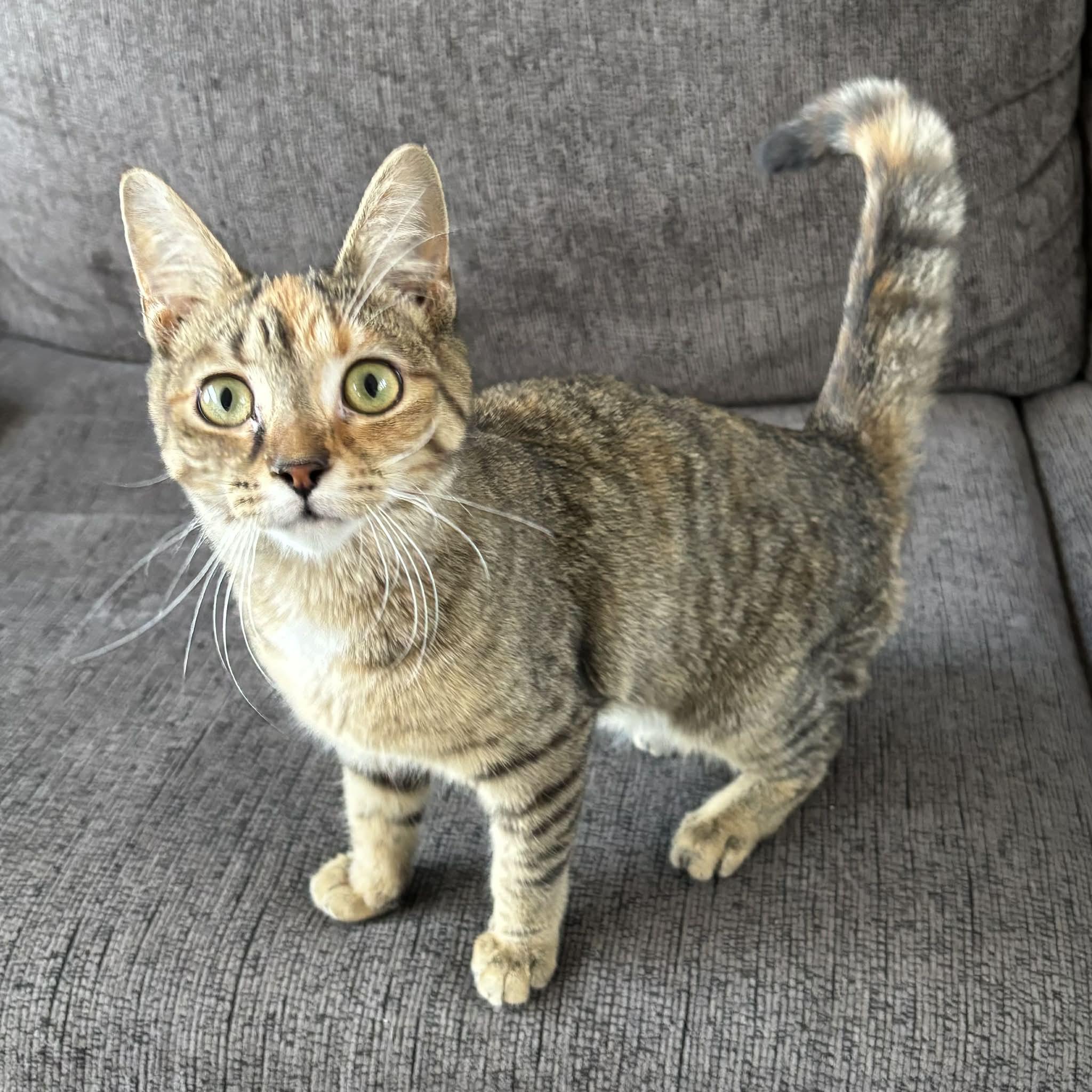 Enlarge MISCHIEF, an adopted Domestic Short Hair in Tillsonburg, ON image 2/5