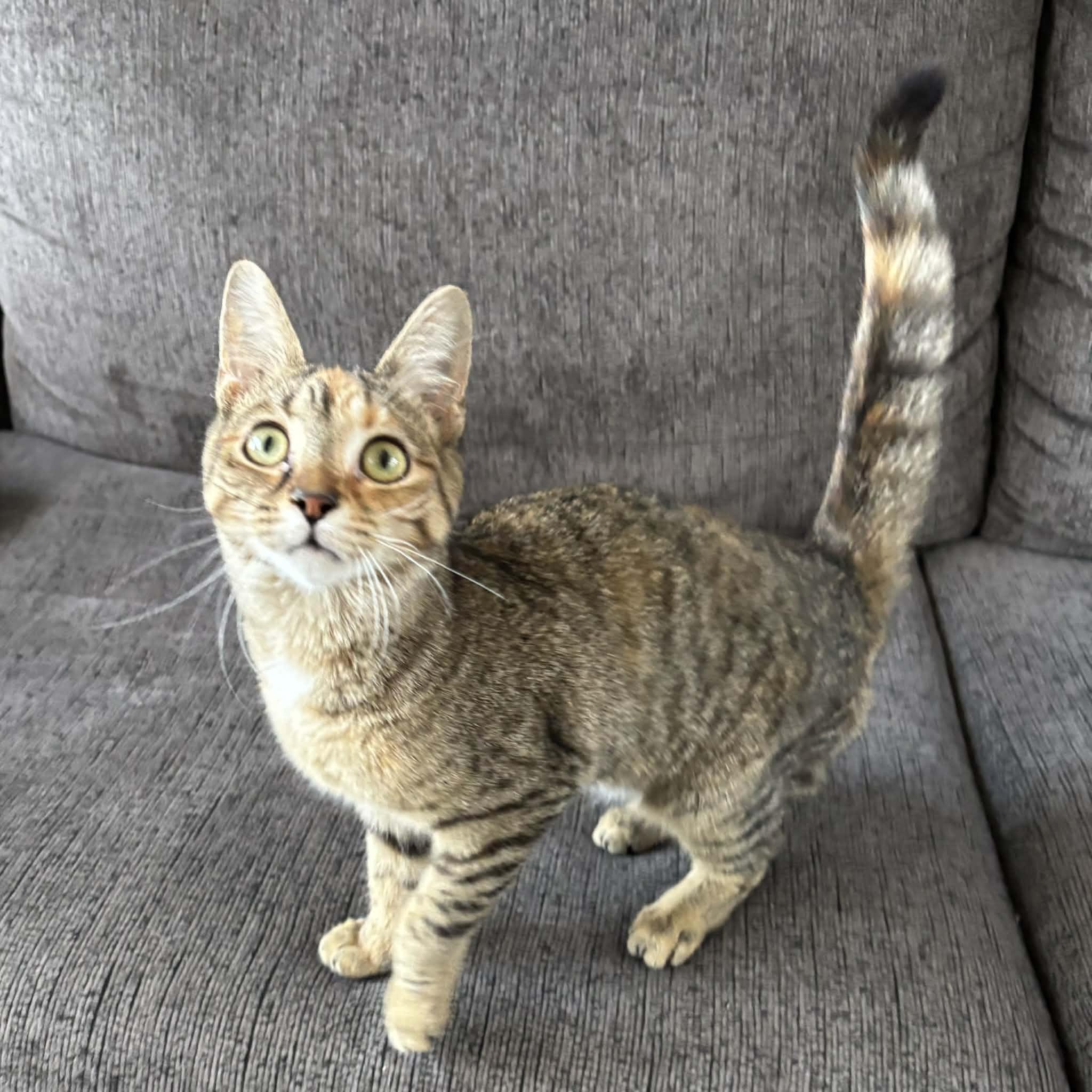 Enlarge MISCHIEF, an adopted Domestic Short Hair in Tillsonburg, ON image 5/5