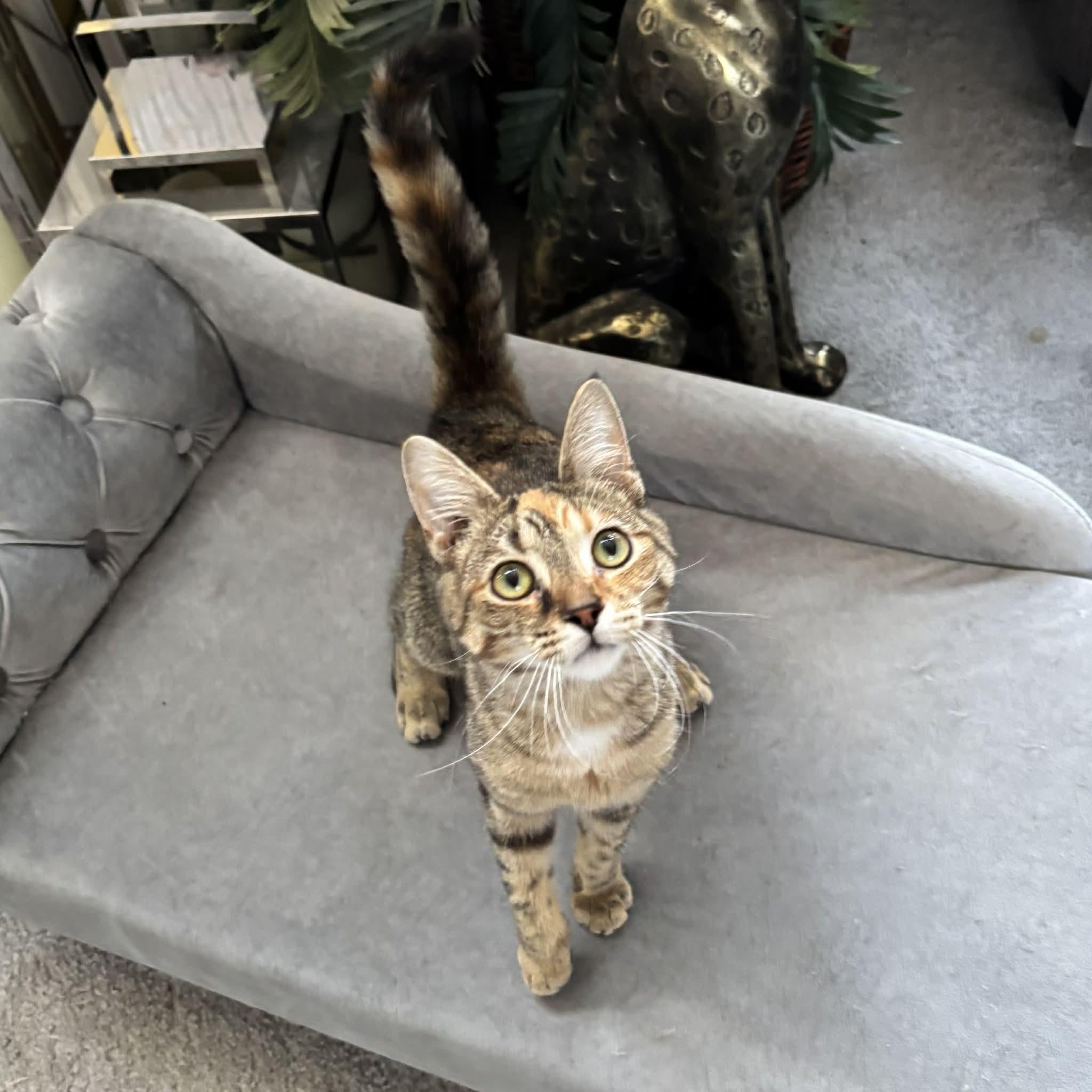 Enlarge MISCHIEF, an adopted Domestic Short Hair in Tillsonburg, ON image 4/5