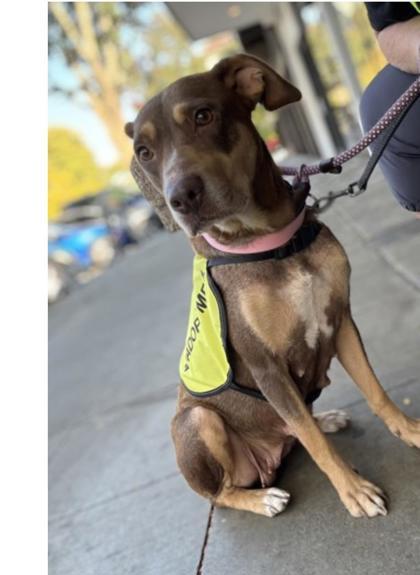 Mila, Adoptable, Adult Female Mixed Breed & Mixed Breed.