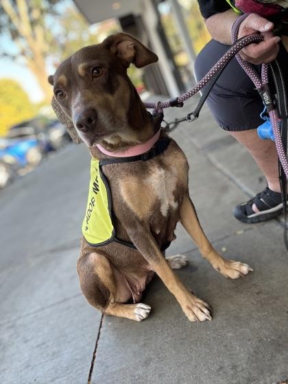 Mila, Adoptable, Adult Female Mixed Breed & Mixed Breed.