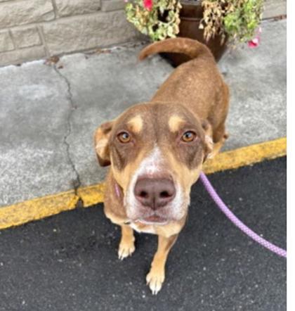 Mila, a Adoptable mixed breed in Burlington, WA image 2/3