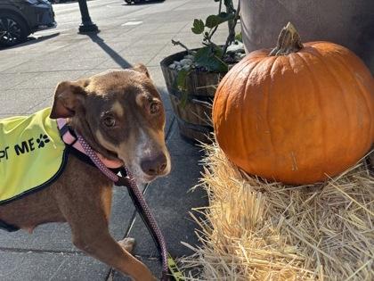 Mila, a Adoptable mixed breed in Burlington, WA image 3/3