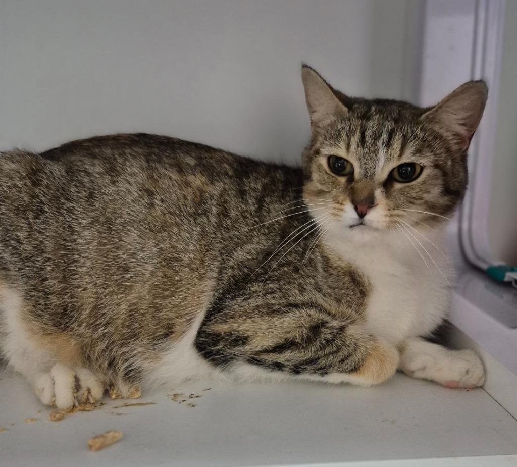 Dolores Umbridge, Adoptable, Young Female Domestic Short Hair.