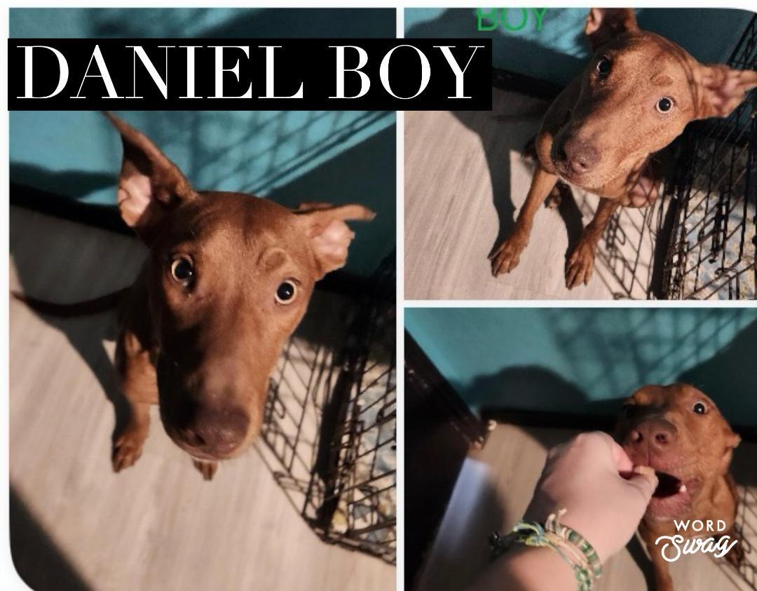 Daniel, ADOPTABLE, Adult Male Catahoula Leopard Dog & Terrier.