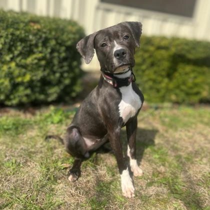 Enlarge Yang, a ADOPTABLE mixed breed in Quincy, IL image 1/1