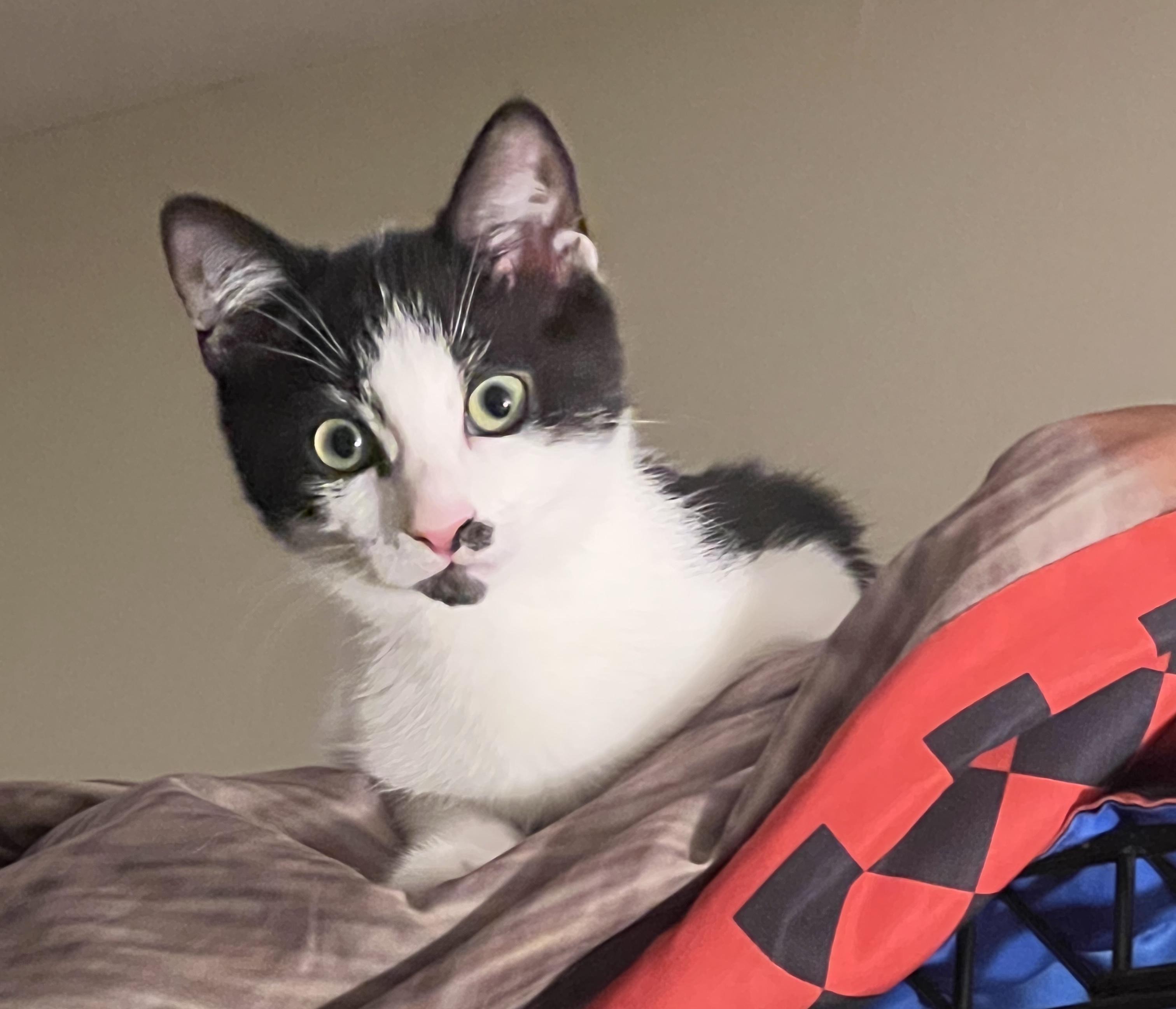 Cilantro (bonded with Lilly), ADOPTABLE, Kitten Male Domestic Short Hair.