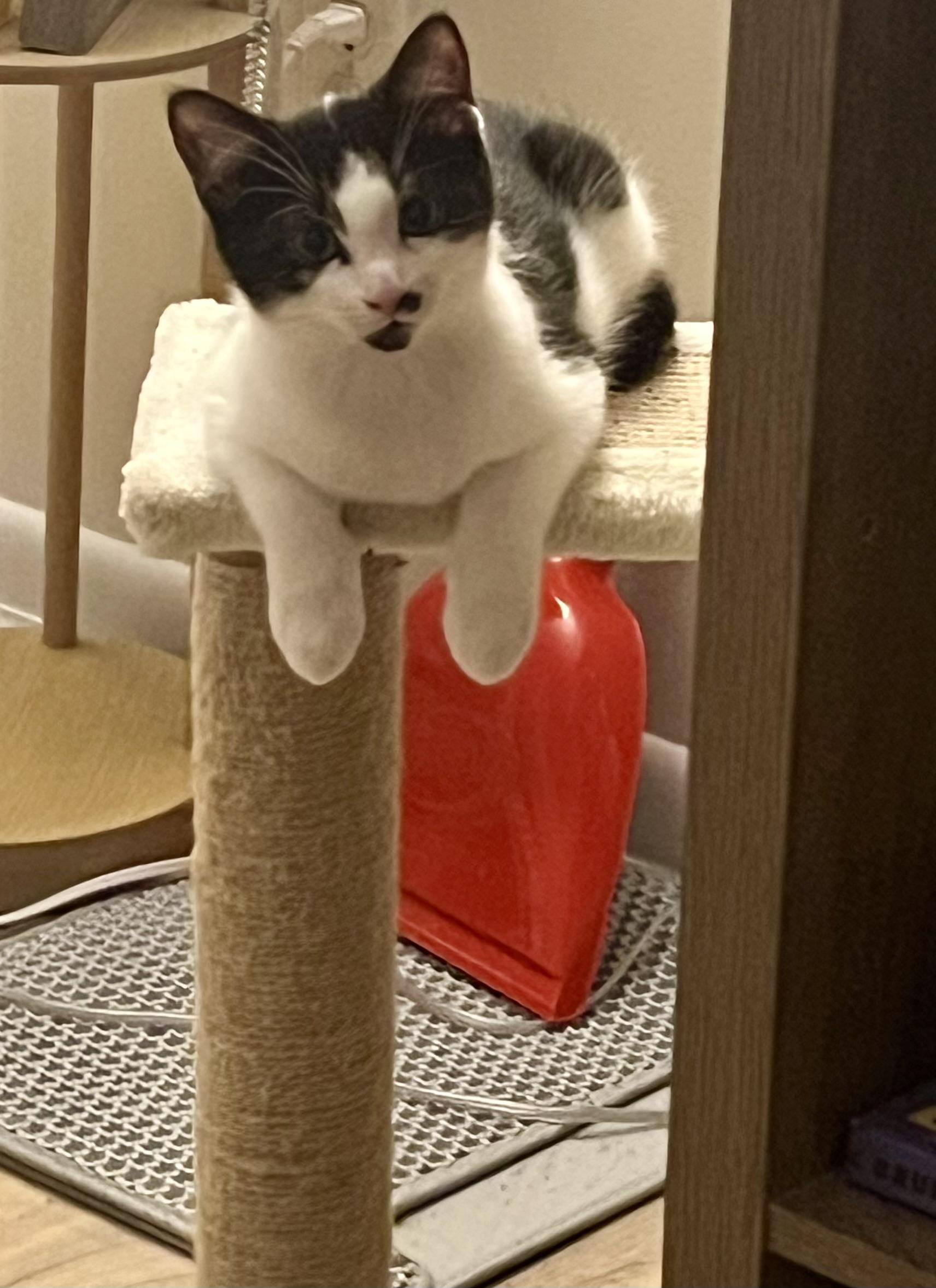 Cilantro (bonded with Lilly), a ADOPTABLE mixed breed in Glenmont, NY image 3/3