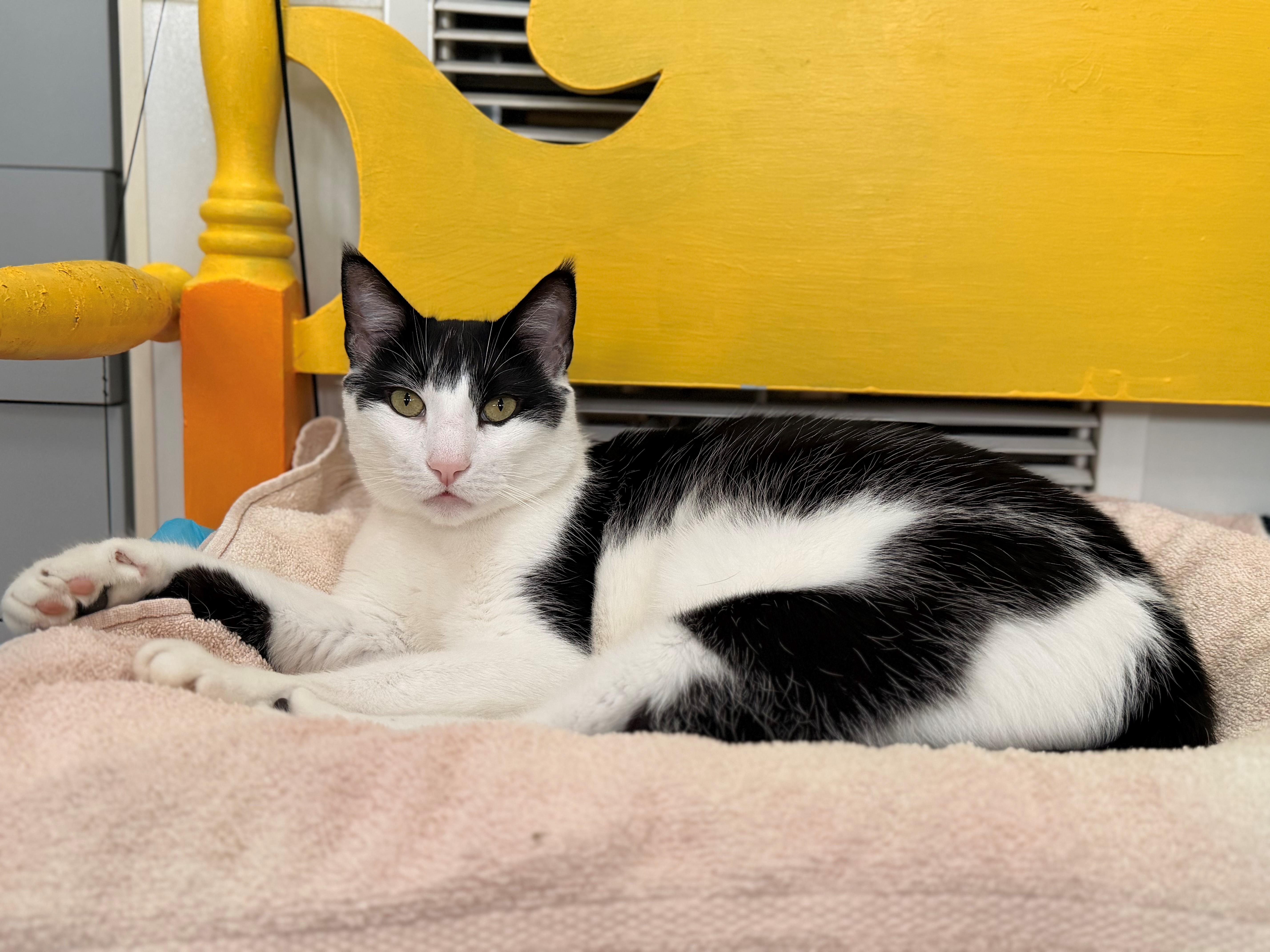 Enlarge Storm, an adopted Domestic Short Hair in Westerly, RI image 1/1