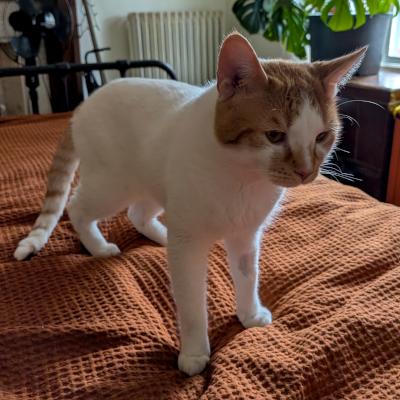 Louie, a ADOPTABLE mixed breed in Mississauga, ON image 4/6