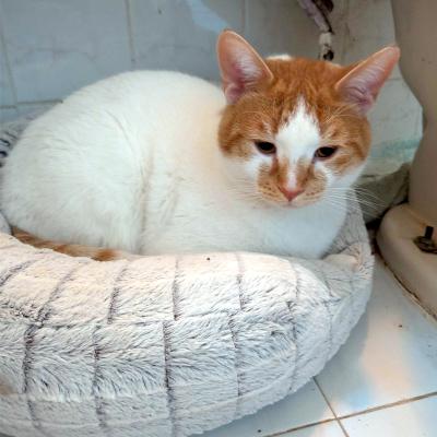 Louie, a ADOPTABLE mixed breed in Mississauga, ON image 2/6