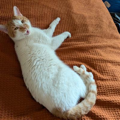 Louie, a ADOPTABLE mixed breed in Mississauga, ON image 6/6