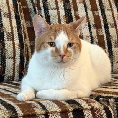 Louie, a ADOPTABLE mixed breed in Mississauga, ON image 1/6