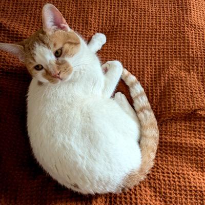 Louie, a ADOPTABLE mixed breed in Mississauga, ON image 5/6