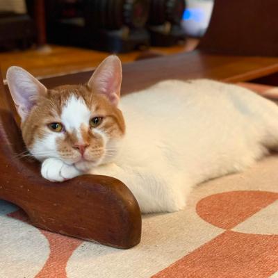 Louie, ADOPTABLE, Adult Male Turkish Van.