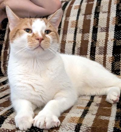 Louie, a ADOPTABLE mixed breed in Mississauga, ON image 3/6