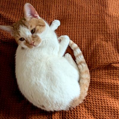 Louie, a ADOPTABLE mixed breed in Mississauga, ON image 1/6