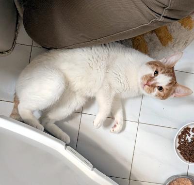 Louie, a ADOPTABLE mixed breed in Mississauga, ON image 3/6