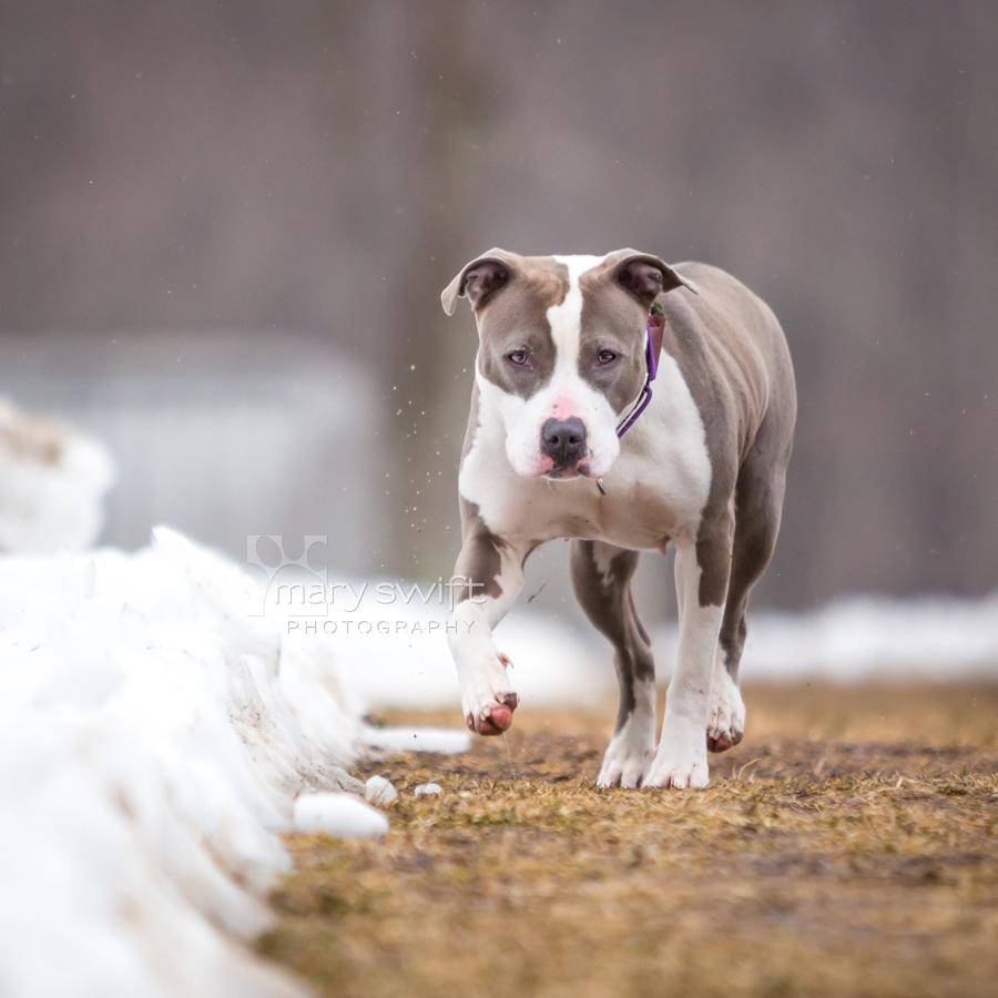Enlarge Moxy, a ADOPTABLE mixed breed in Reisterstown, MD image 3/4