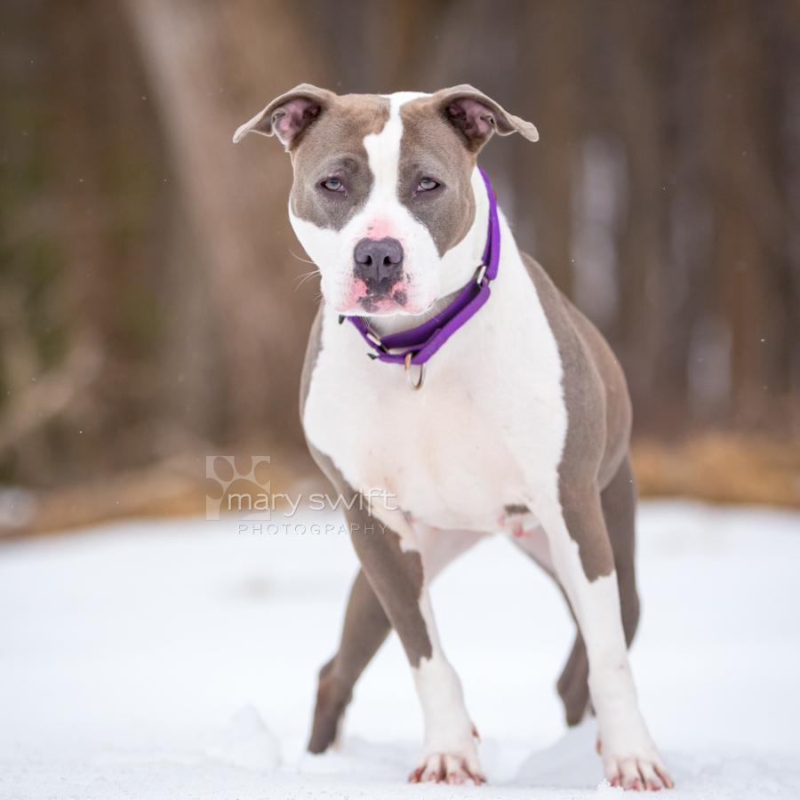 Enlarge Moxy, a ADOPTABLE mixed breed in Reisterstown, MD image 4/4