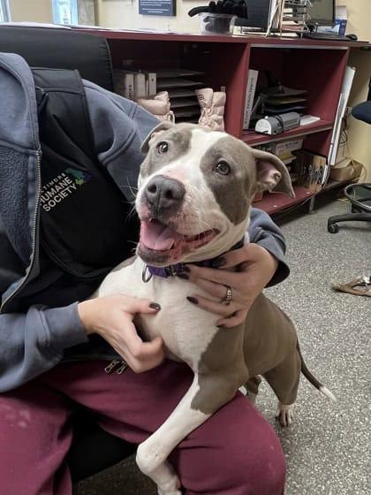 Enlarge Moxy, a ADOPTABLE mixed breed in Reisterstown, MD image 2/4