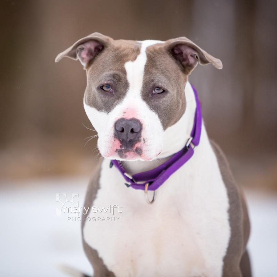 Moxy, ADOPTABLE, Adult Female Mixed Breed.