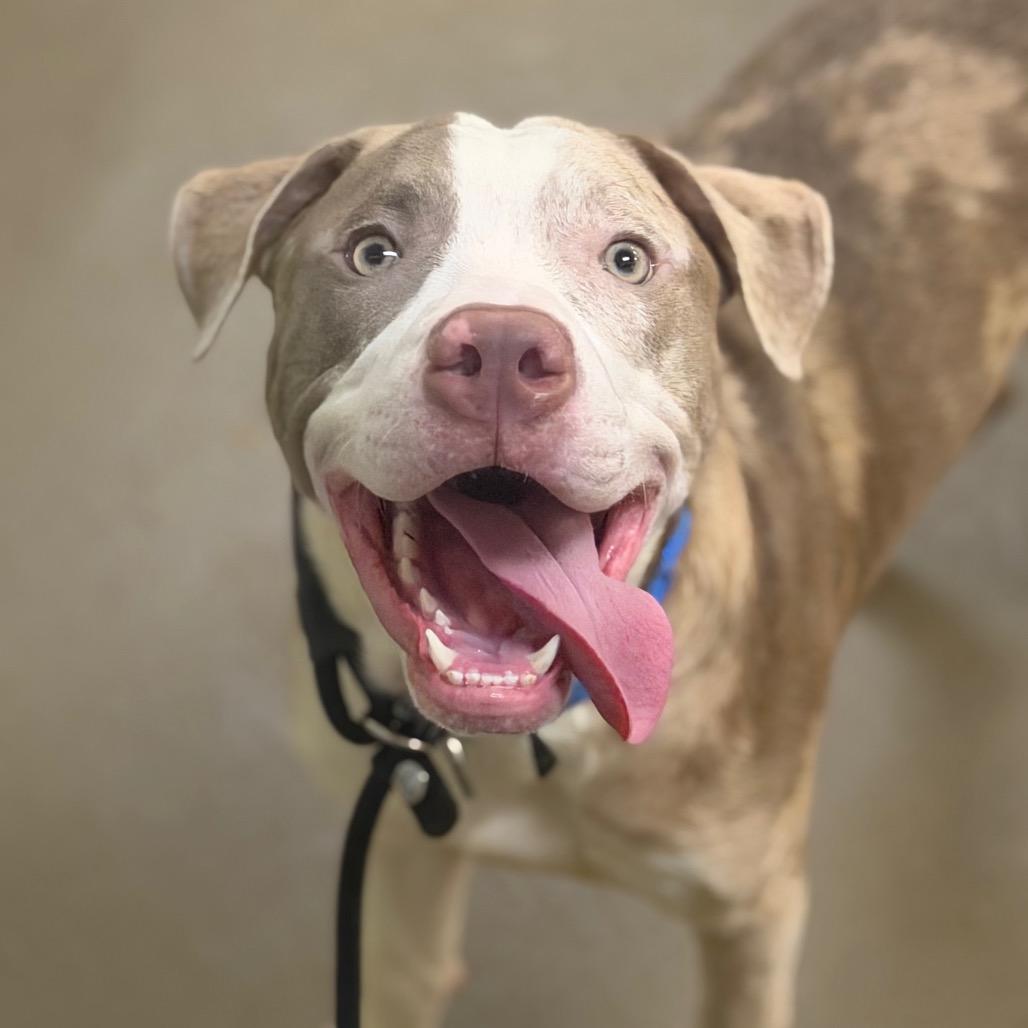 Stoney, Adoptable, Young Male Mixed Breed.