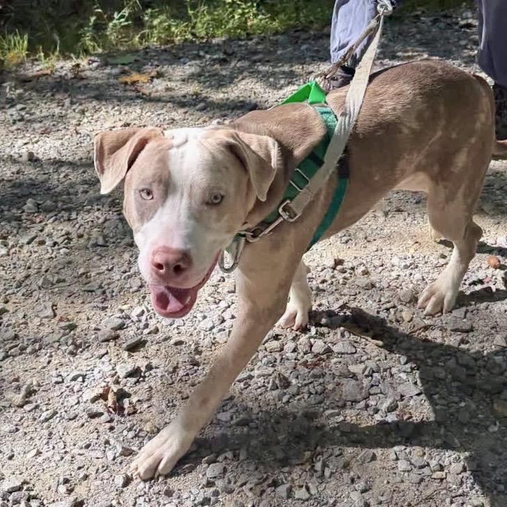 Enlarge Stoney, a Adoptable Mixed Breed in Asheville, NC image 2/4
