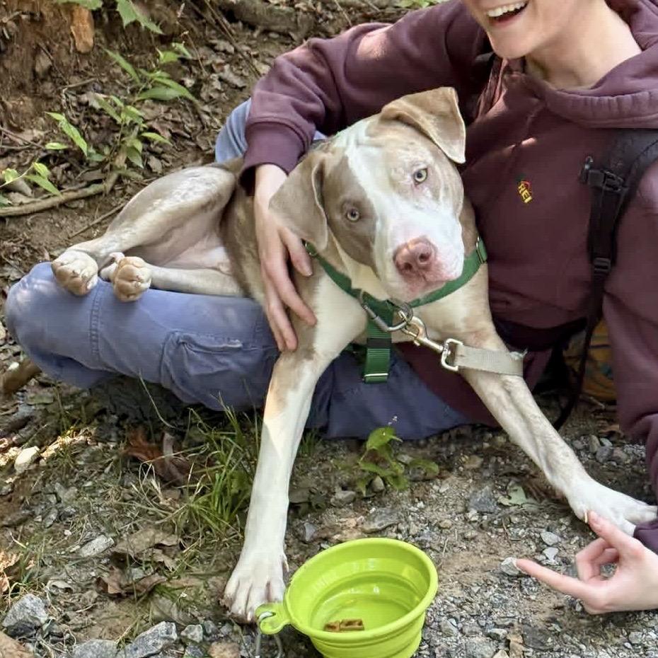 Enlarge Stoney, a Adoptable Mixed Breed in Asheville, NC image 3/4