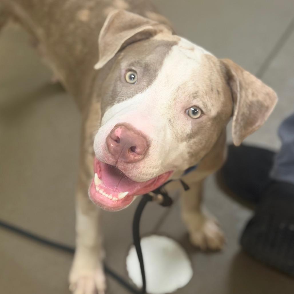 Enlarge Stoney, a Adoptable Mixed Breed in Asheville, NC image 4/4