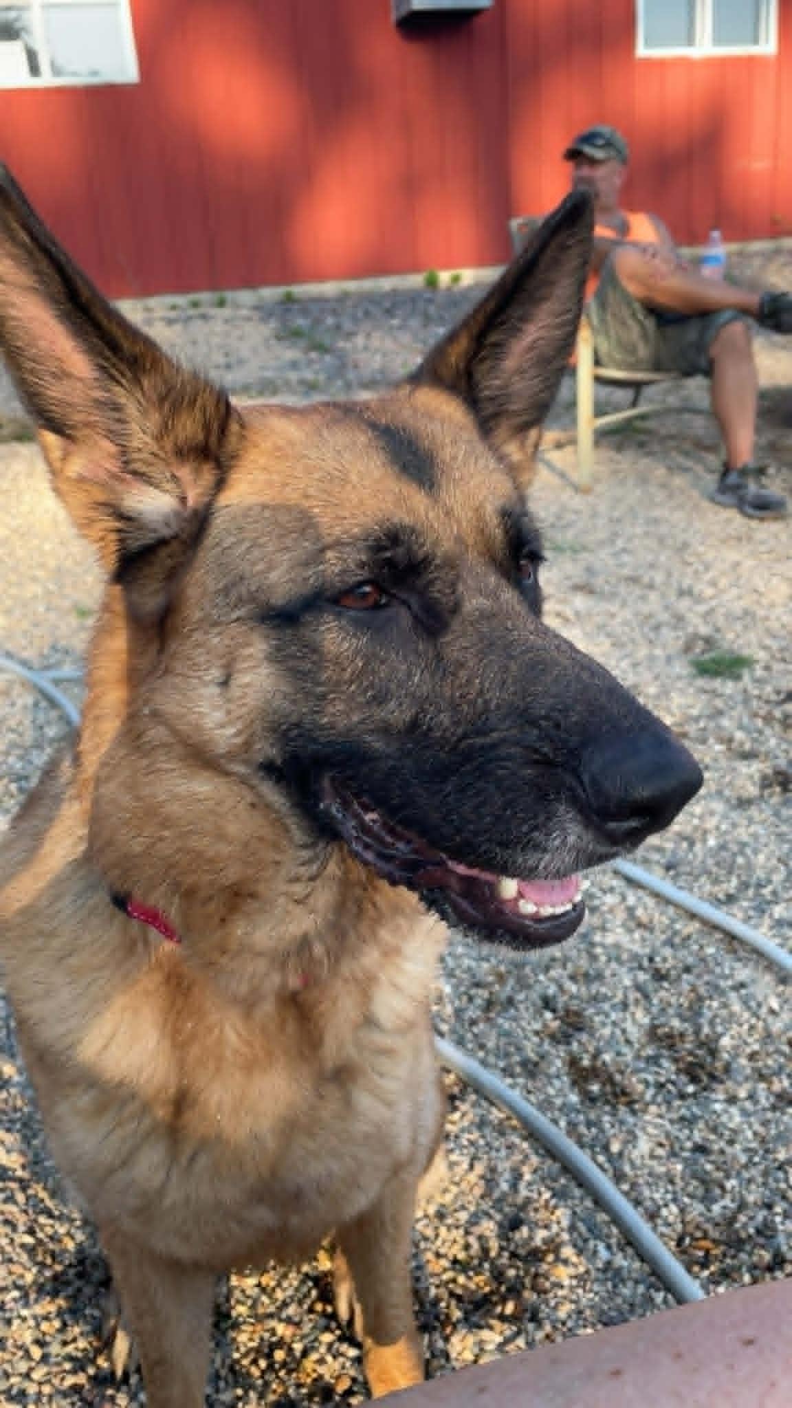 Enlarge Rumi, a Adoptable German Shepherd Dog in Hutchinson, MN image 2/5