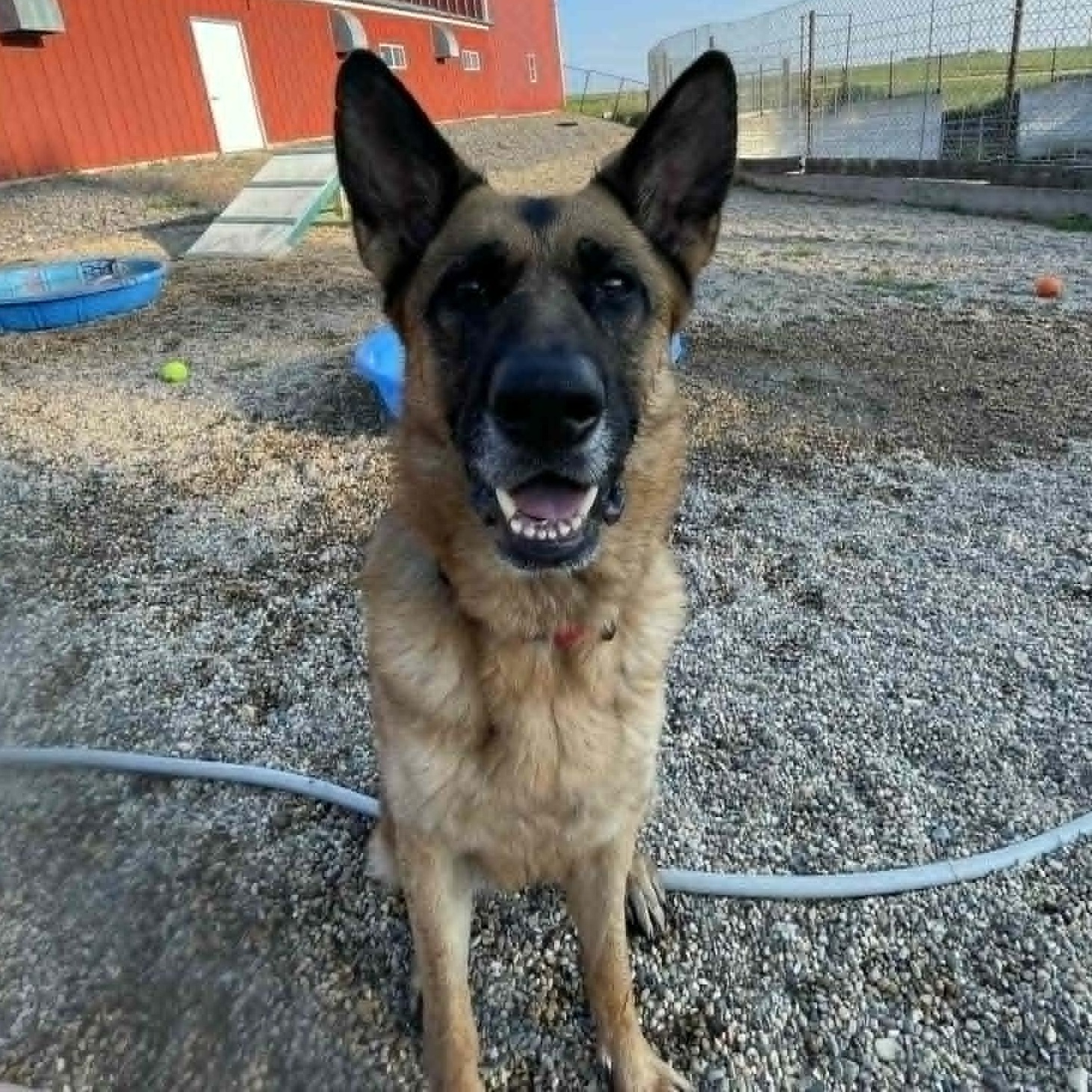 Enlarge Rumi, a Adoptable German Shepherd Dog in Hutchinson, MN image 5/5