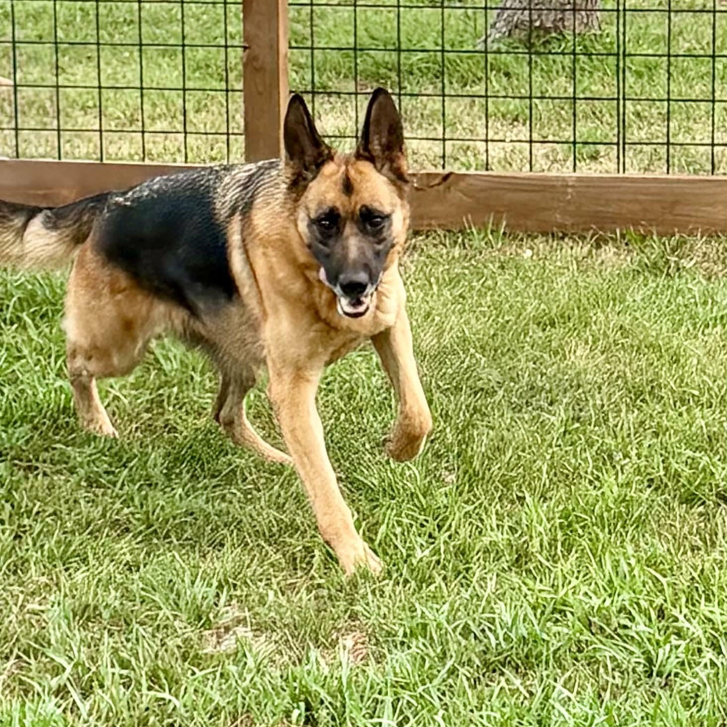 Enlarge Rumi, a Adoptable German Shepherd Dog in Hutchinson, MN image 3/5
