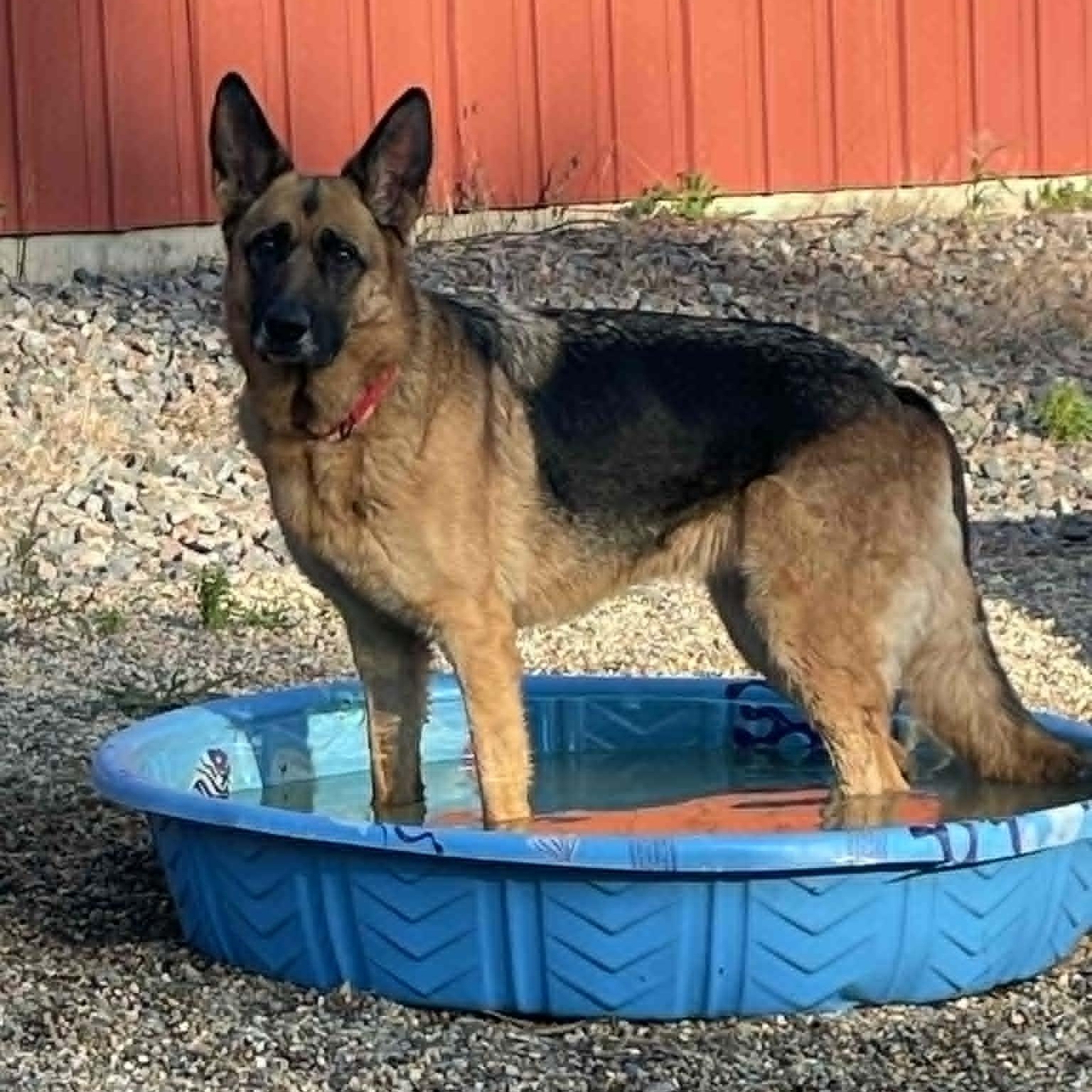 Enlarge Rumi, a Adoptable German Shepherd Dog in Hutchinson, MN image 1/5