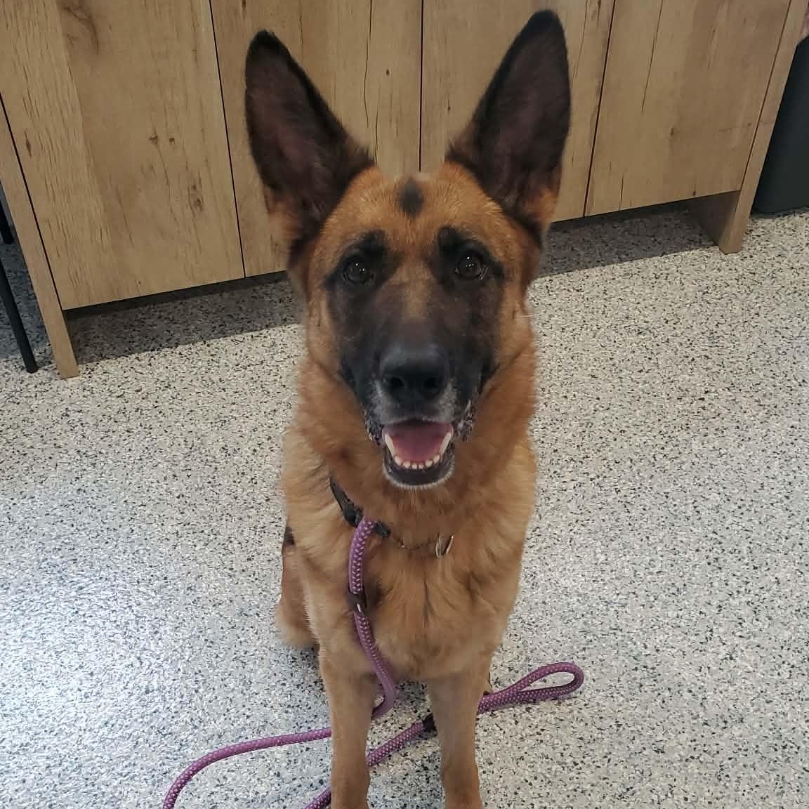 Enlarge Rumi, a Adoptable German Shepherd Dog in Hutchinson, MN image 4/5