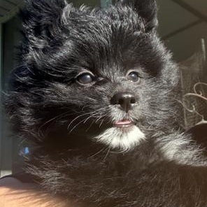 Enlarge Daphne, a Adoptable Pomeranian in Blue Springs, MO image 1/1