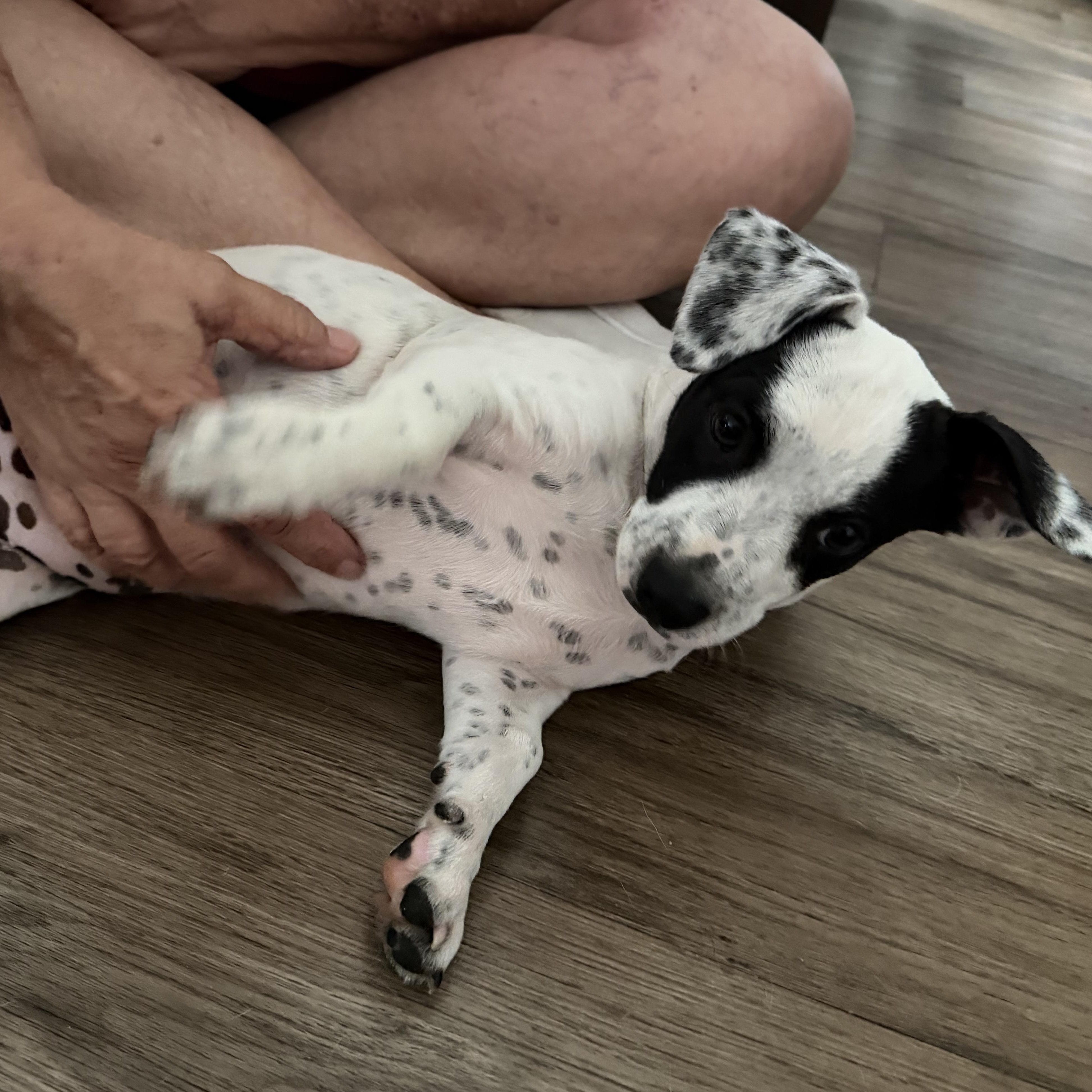 Enlarge Louise, an adopted mixed breed in Houston, TX image 4/5