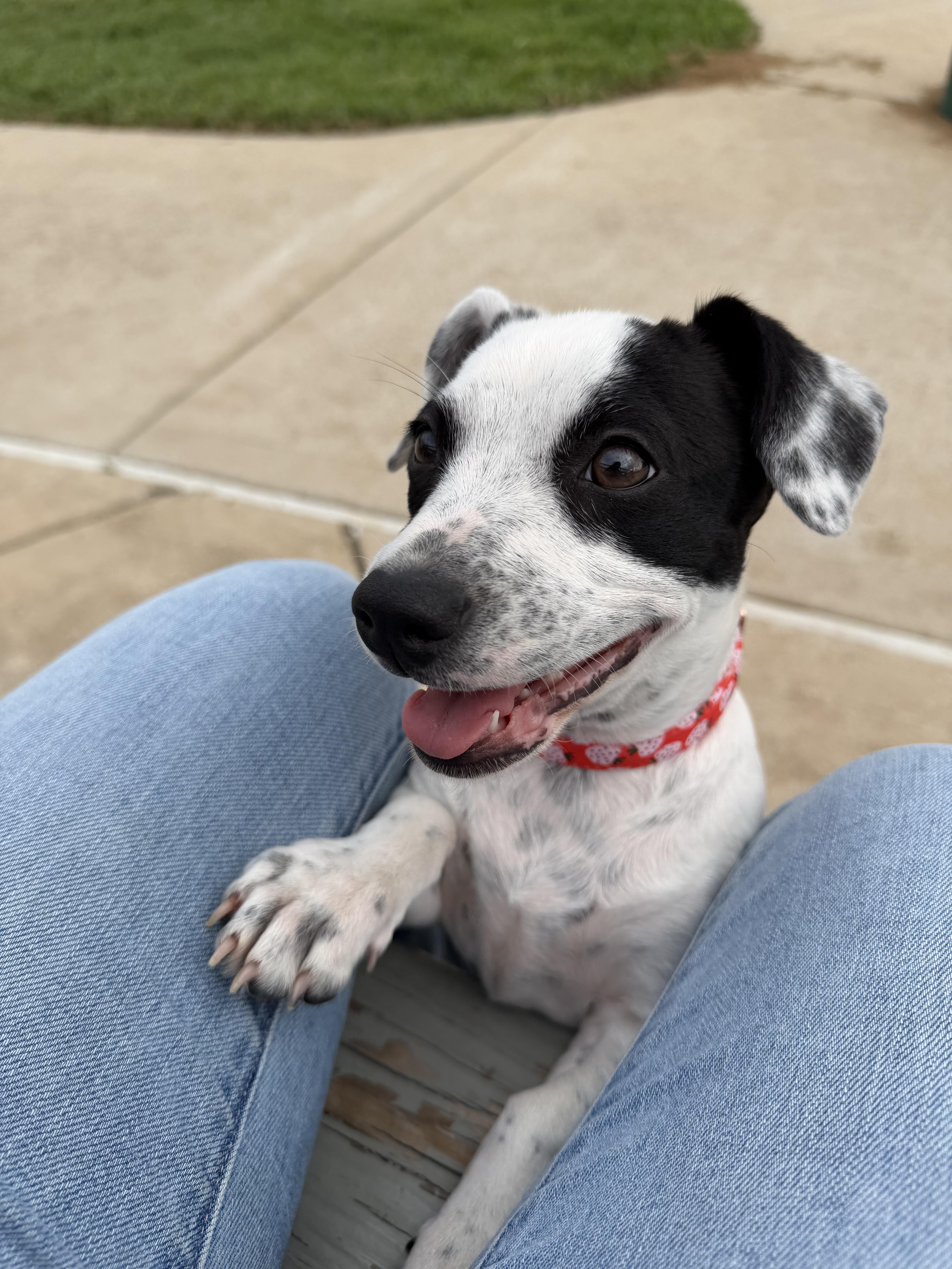 Enlarge Louise, an adopted mixed breed in Houston, TX image 5/5